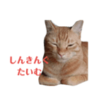 にゃんたくてぃっくフォーの挨拶（個別スタンプ：5）