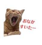 にゃんたくてぃっくフォーの挨拶（個別スタンプ：6）