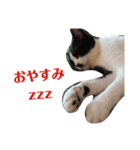にゃんたくてぃっくフォーの挨拶（個別スタンプ：7）