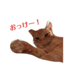 にゃんたくてぃっくフォーの挨拶（個別スタンプ：8）