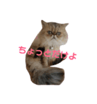 がんもと愉快な仲間たち（個別スタンプ：7）