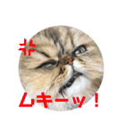 がんもと愉快な仲間たち（個別スタンプ：15）