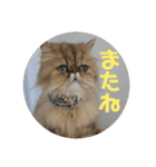 がんもと愉快な仲間たち（個別スタンプ：20）