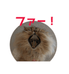 がんもと愉快な仲間たち（個別スタンプ：21）