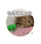 がんもと愉快な仲間たち（個別スタンプ：24）