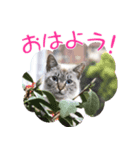 毎日使えるヨシんちのねこーず（個別スタンプ：1）