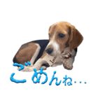 ビーグル犬 ベル君の生活（個別スタンプ：4）