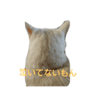僕、伯太郎（個別スタンプ：11）