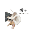 ウィペットの虎介（個別スタンプ：4）