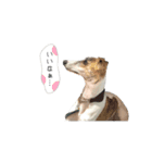 ウィペットの虎介（個別スタンプ：9）