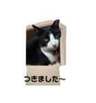 にゃおにゃお！！（個別スタンプ：6）