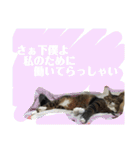 ちるちるとらむねくん（個別スタンプ：16）