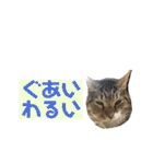 ちるちるとらむねくん（個別スタンプ：31）
