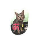 ごまじろう（個別スタンプ：8）