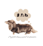 田中家のチョコ★ミニチュアダックス（個別スタンプ：14）