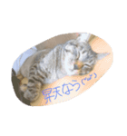 CHATAMP（個別スタンプ：2）
