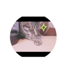 CHATAMP（個別スタンプ：3）