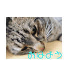 CHATAMP（個別スタンプ：6）
