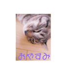 CHATAMP（個別スタンプ：7）