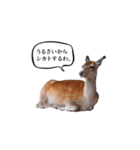 ウザかわいいスタンプ（シカ）（個別スタンプ：3）