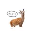 ウザかわいいスタンプ（シカ）（個別スタンプ：5）