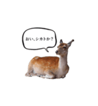 ウザかわいいスタンプ（シカ）（個別スタンプ：8）