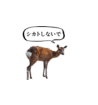 ウザかわいいスタンプ（シカ）（個別スタンプ：11）
