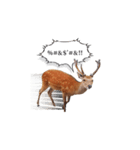 ウザかわいいスタンプ（シカ）（個別スタンプ：18）