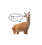 ウザかわいいスタンプ（シカ）（個別スタンプ：19）
