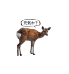 ウザかわいいスタンプ（シカ）（個別スタンプ：20）