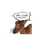 ウザかわいいスタンプ（シカ）（個別スタンプ：22）
