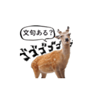 ウザかわいいスタンプ（シカ）（個別スタンプ：23）