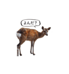 ウザかわいいスタンプ（シカ）（個別スタンプ：24）
