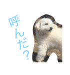 我が家の愛犬ドルチェくん（個別スタンプ：10）