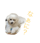 我が家の愛犬ドルチェくん（個別スタンプ：12）