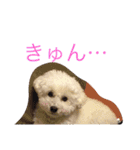 我が家の愛犬ドルチェくん（個別スタンプ：17）