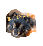 黒ポメともぞうの日常❤︎（個別スタンプ：1）