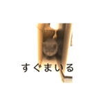 ポル坊（個別スタンプ：5）