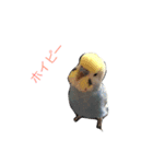 ちょぴん（個別スタンプ：1）