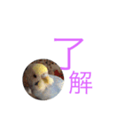 ちょぴん（個別スタンプ：5）