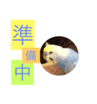 ちょぴん（個別スタンプ：6）