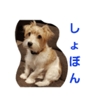 ラッシュくんスタンプ1（個別スタンプ：6）