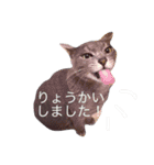 チョコンプ（個別スタンプ：14）