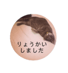 チョコンプ（個別スタンプ：16）