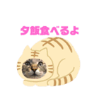 ちゃーるちゅーるfeat.なっぴっぴ（個別スタンプ：5）