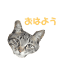 ちゃーるちゅーるfeat.なっぴっぴ（個別スタンプ：14）