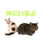 ちゃーるちゅーるfeat.なっぴっぴ（個別スタンプ：19）