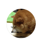 ナナ写真（個別スタンプ：5）