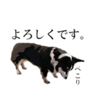 毎日使える表情豊かでリアルな黒コーギー2（個別スタンプ：4）