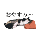 毎日使える表情豊かでリアルな黒コーギー2（個別スタンプ：6）